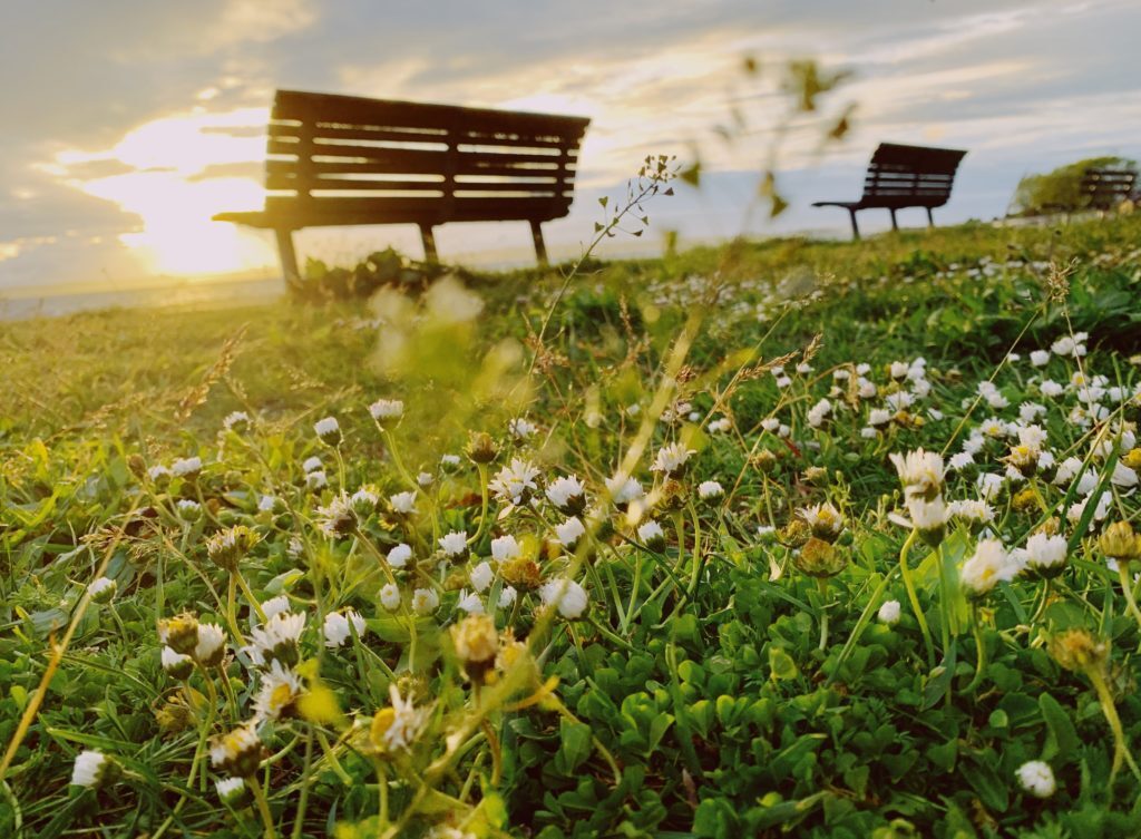 benches in a park